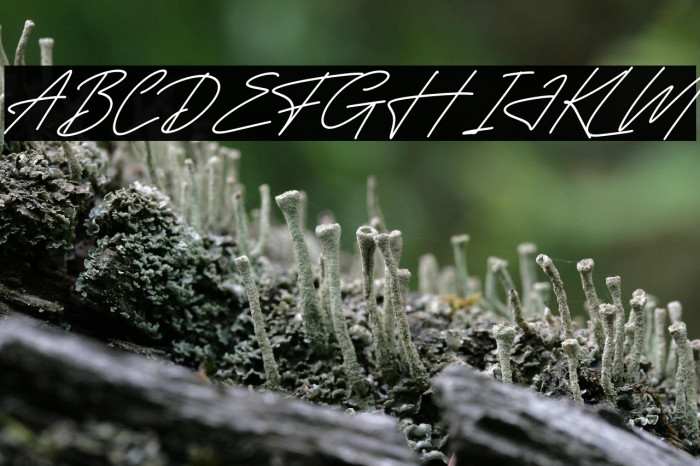 Delmonteria Fidmonte Italic Example 2