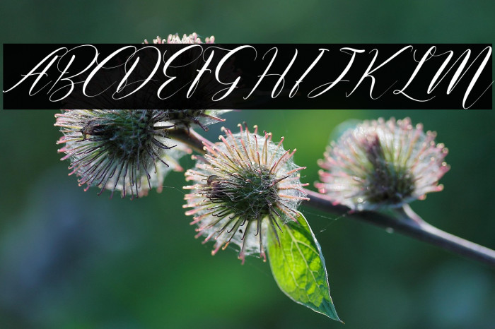 Delmore Italic Example 3