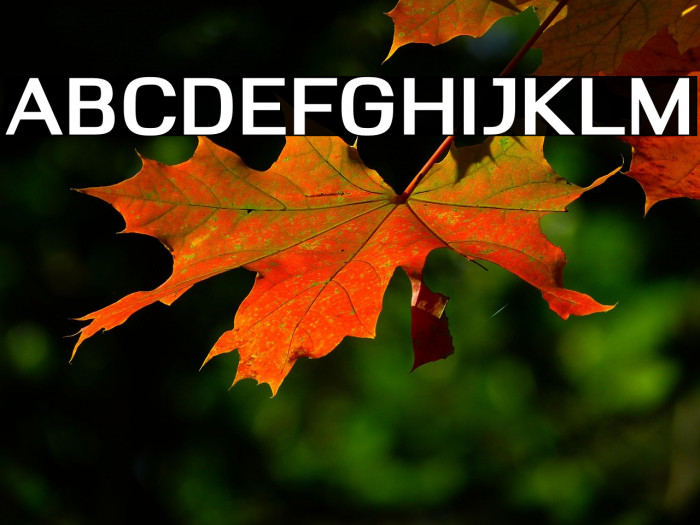 Deloire Bold Example 1