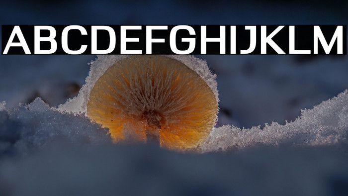 Deloire Bold Example 3