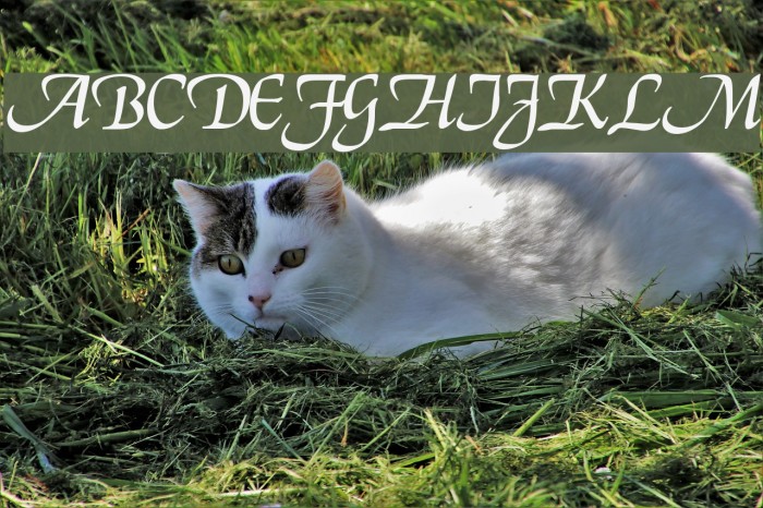Deloise Font examples