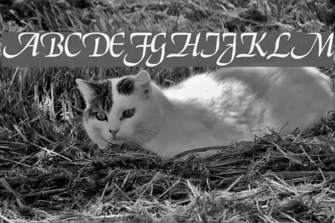 Deloise Font examples