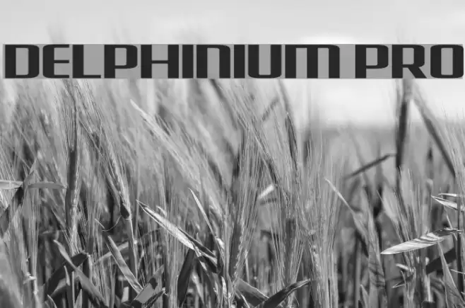 Delphinium Pro Font examples