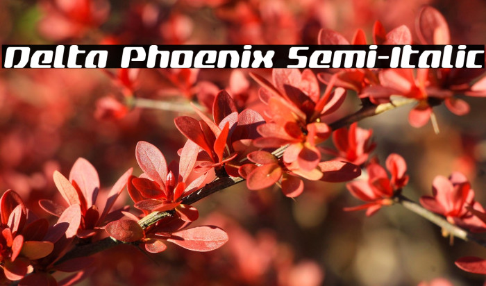 Delta Phoenix Semi-Italic Example 2