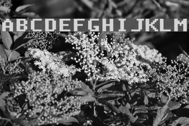 DeluxeFont Regular Font examples