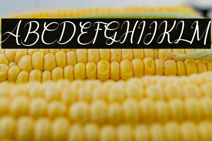 Delyna Italic Example 1