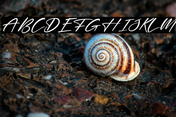 Delynta Italic Example 2