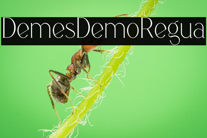 Demeris Demo Regular Example 3