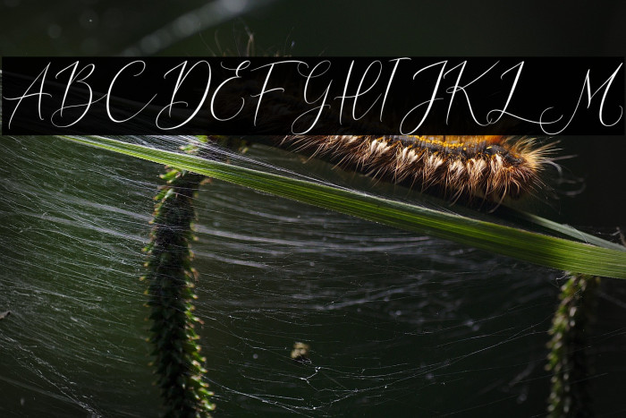 DemoDreamLavigne-Script Example 2