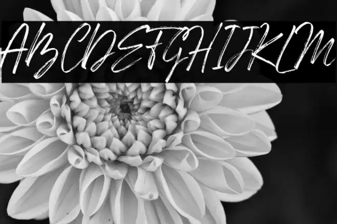 Den Basuky Font examples