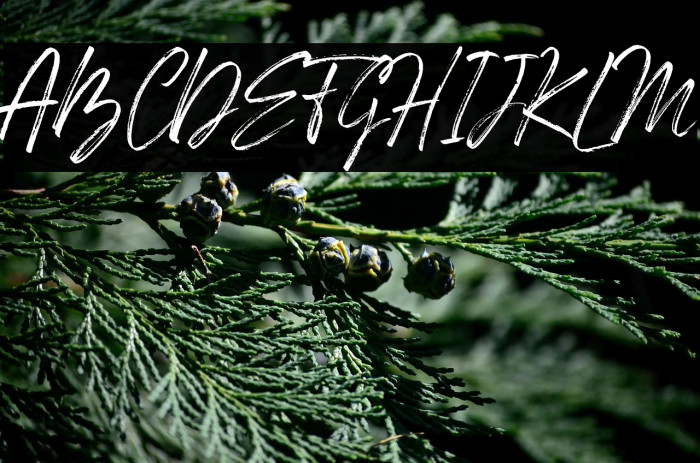 Den Basuky Example 2