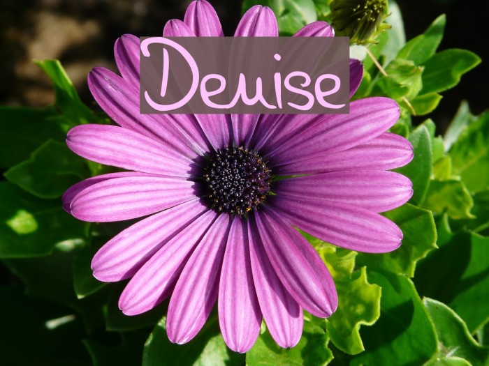 Denise Font examples