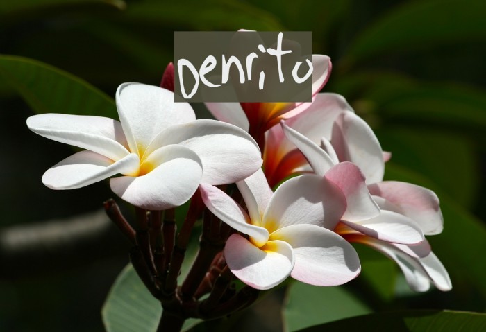 Denrito Font examples