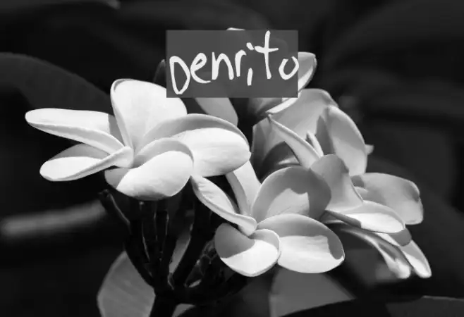 Denrito Example 2
