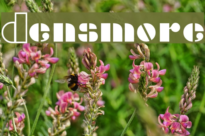 Densmore Font examples