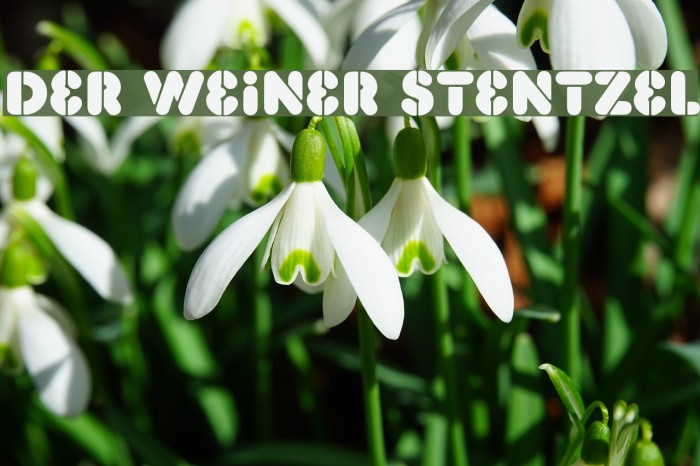 Der Weiner Stentzel Font examples