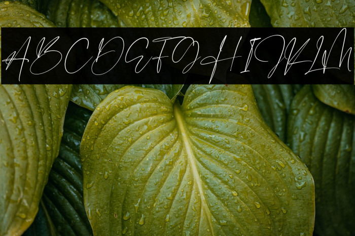 Derlantica Beauty Example 1