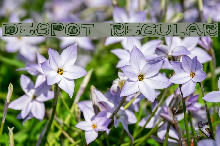 DesPot-Regular Example 2