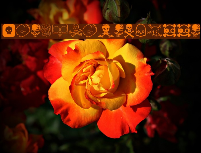 DesignersSkulls Example 2