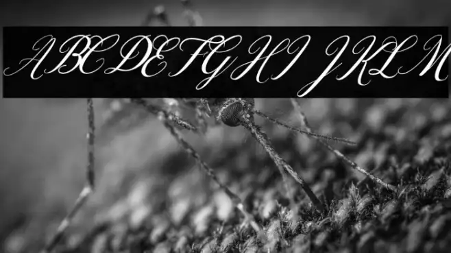 Designest Example 1