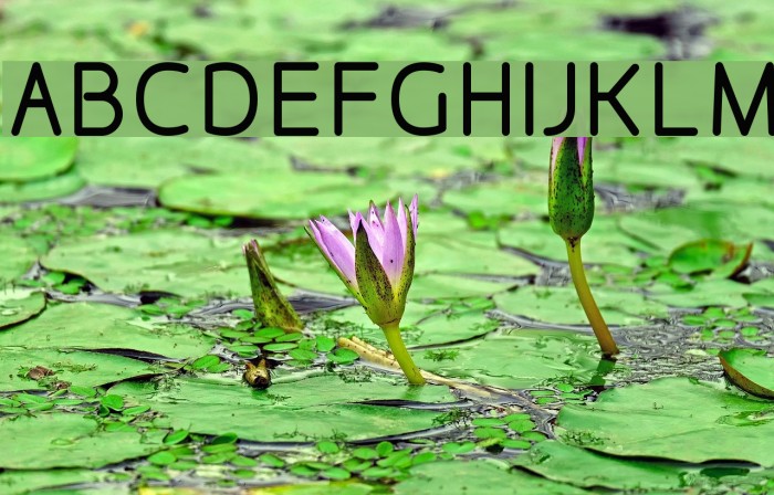DesignioMedium Font examples