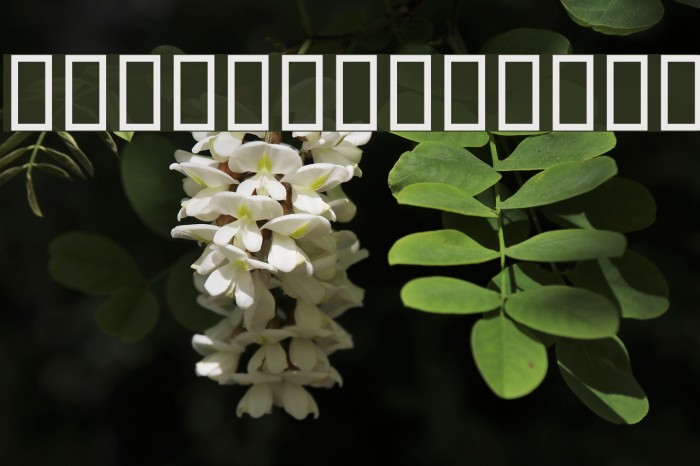 Destkhat Shang III Font examples