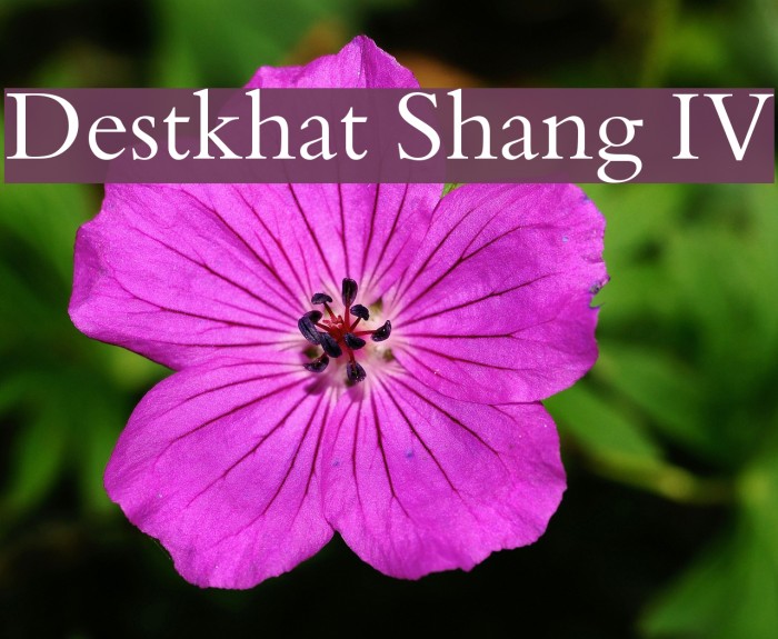 Destkhat Shang IV Font examples