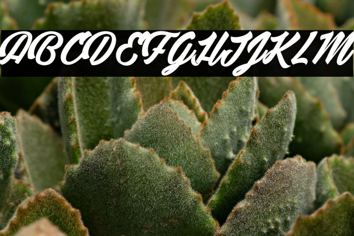 Detective Bildo 2_PersonalUseOnly Example 3