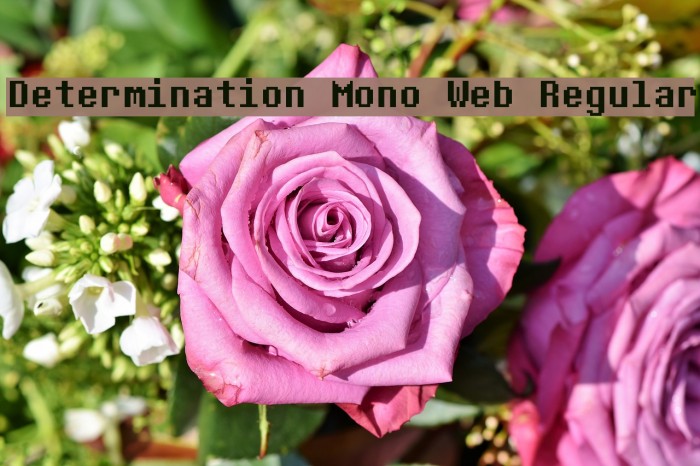 Determination Mono Web Regular Schriftart examples