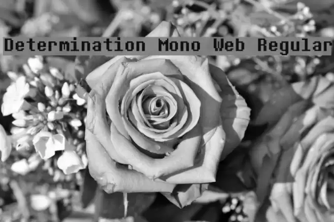 Determination Mono Web Regular Schriftart examples