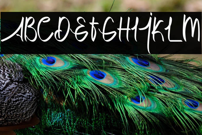 Dettallia Personal Use Only Example 1