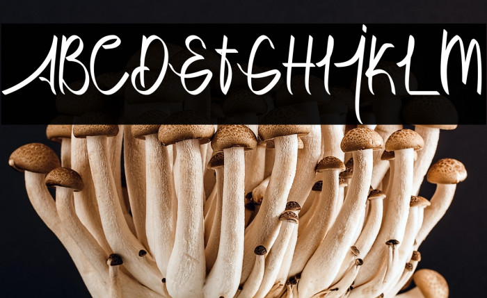 Dettallia Personal Use Only Example 3