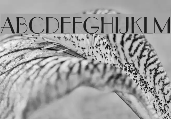 DeusenburgSSK Font examples