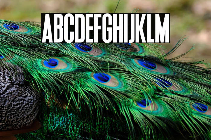 Deutschlander 2.0 Example 2