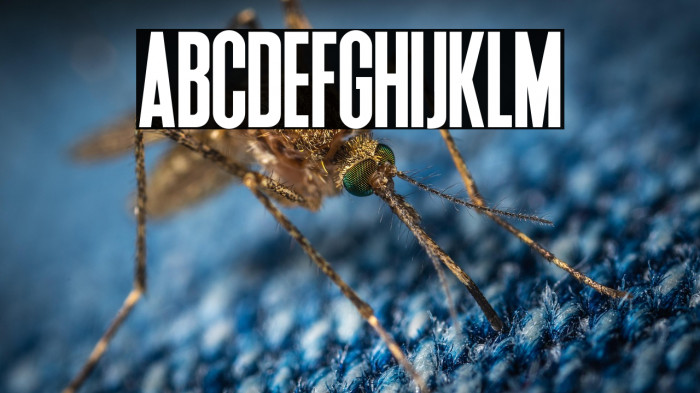 Deutschlander 2.0 Example 3