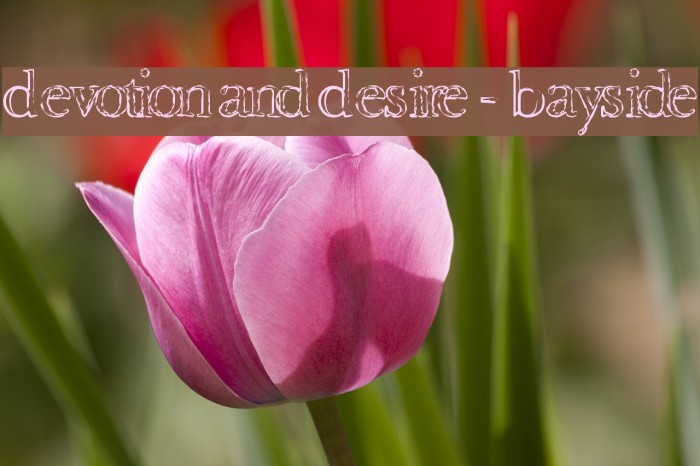 Devotion and Desire - Bayside Schriftart examples