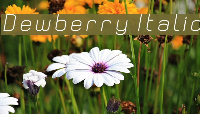 Dewberry Italic Example 3