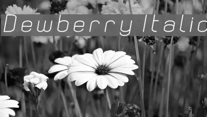 Dewberry Italic Font examples