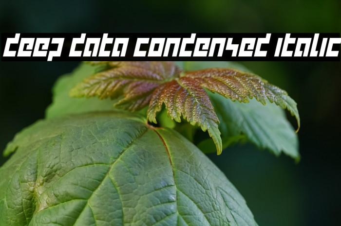 deep data condensed italic Example 2
