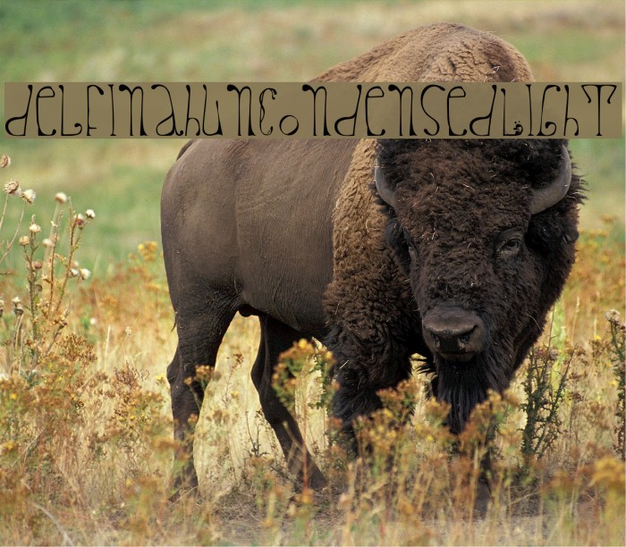 delfinahun-CondensedLight Example 3