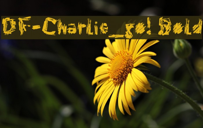 DF-Charlie_go! Bold Font examples