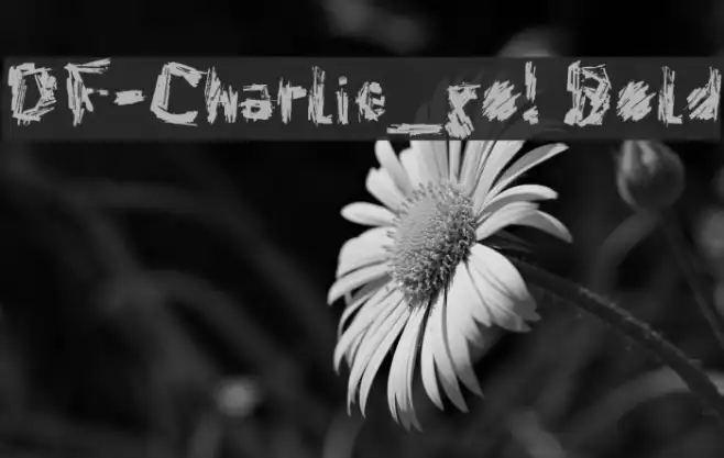 DF-Charlie_go! Bold Example 1