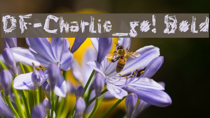 DF-Charlie_go! Bold Font examples