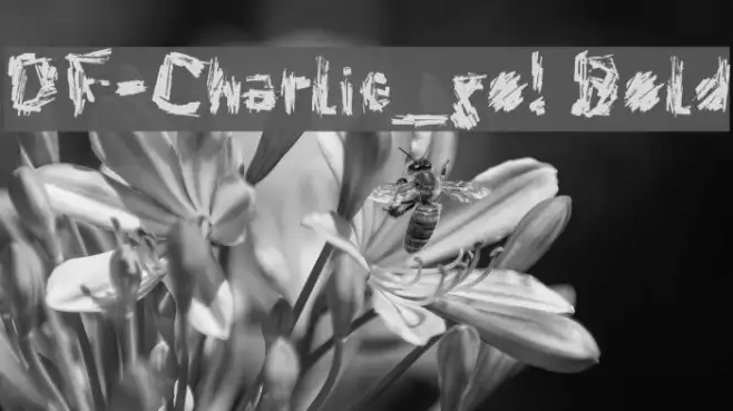 DF-Charlie_go! Bold Example 3