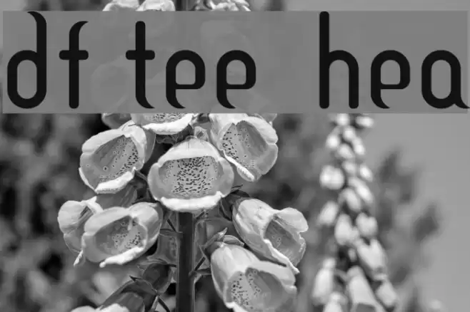 DF Temple Heavy Шрифта examples