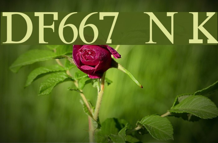 DF667 New Kinder Caratteri examples