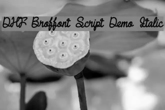 DHF Broffont Script Demo Italic Font examples