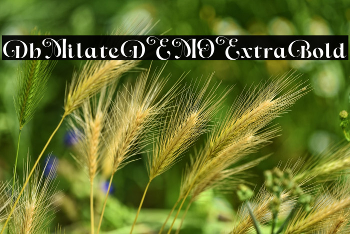 Dh Milate DEMO Extra Bold Example 2