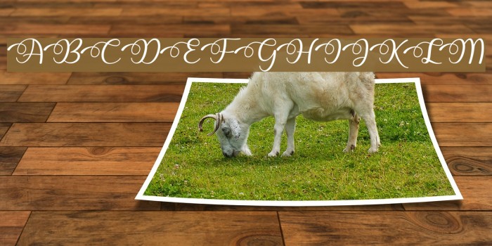 Dhitha Font examples