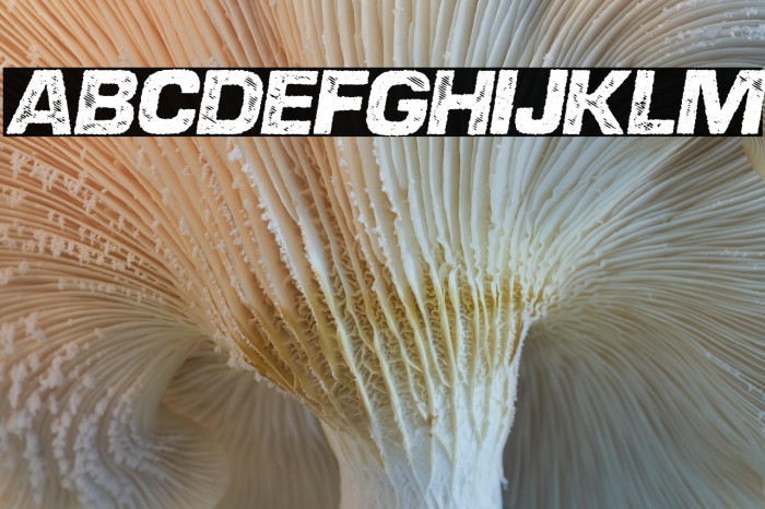 DIESEL ITALIC PERSONAL USE Bold Italic Example 1